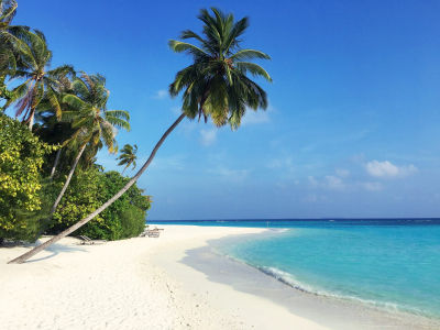beach and a palm tree in The Maldives a great place to sail in winter