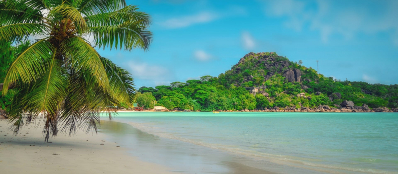 palm tree, view of a mountain and ocean on a Seychelles sailing itinerary